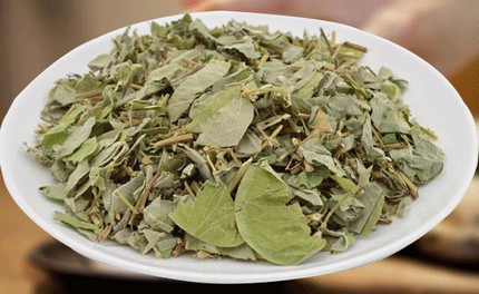 金錢草(大葉)