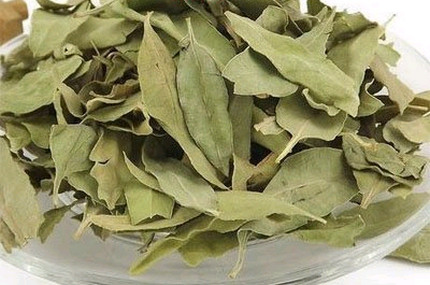 羅布麻葉
